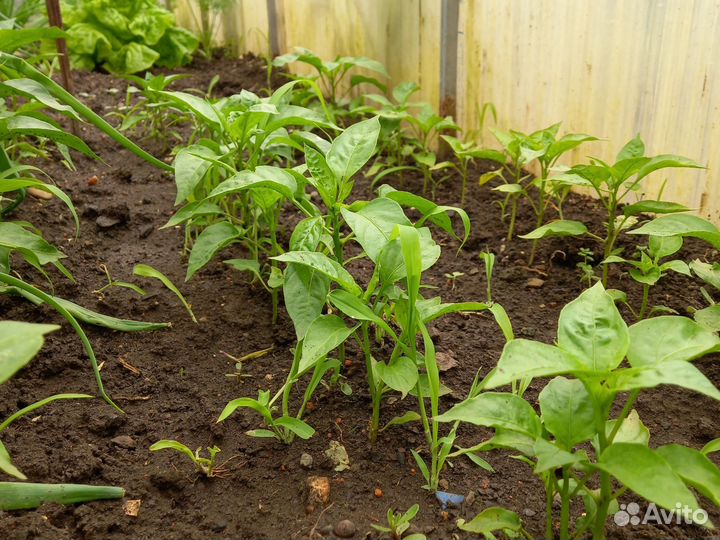 Перец болгарский рассада