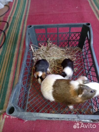 Морские свинки