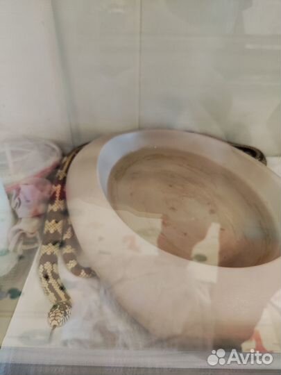 Калифорнийская королевская змея