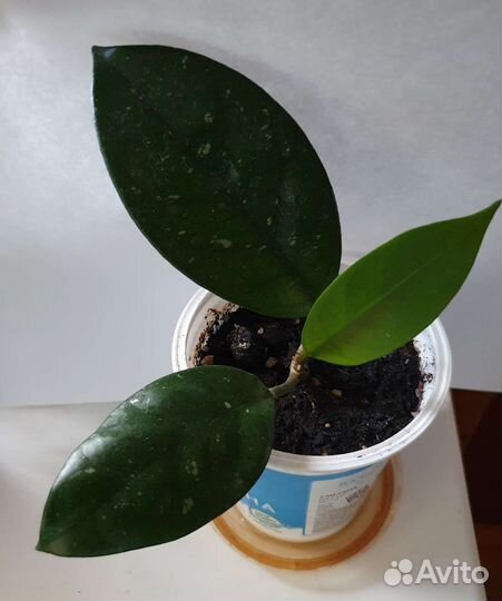 Хойя карноза