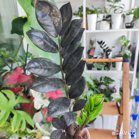 Замиокулькас черный (Zamioculcas Raven)
