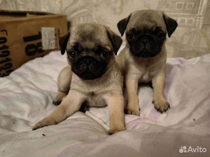 Щенки мопса