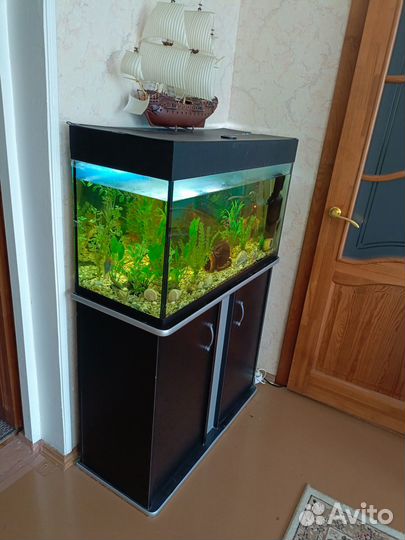 Аквариум с рыбами, тумбой и всеми принадлежностями