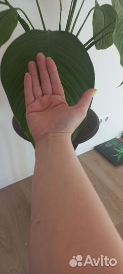 Спатифиллум