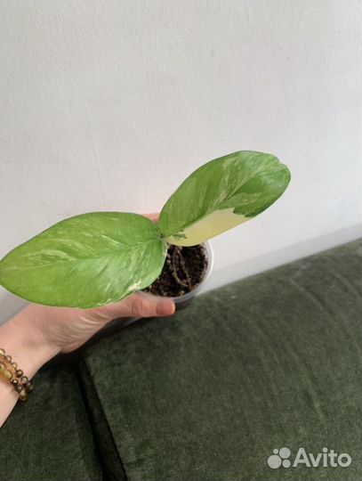 Монстера лехлериана