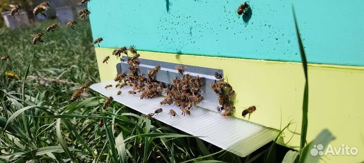 Улья ппу дадан 12 рамочные