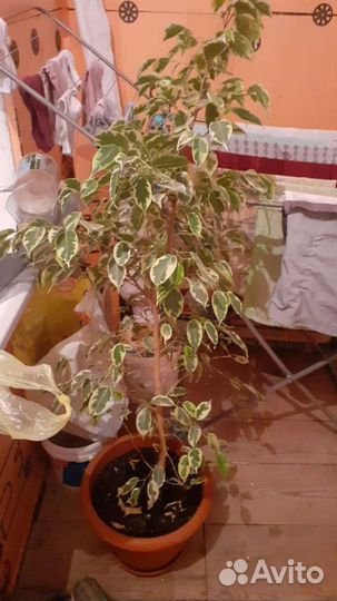 Фикус бенджамина большой