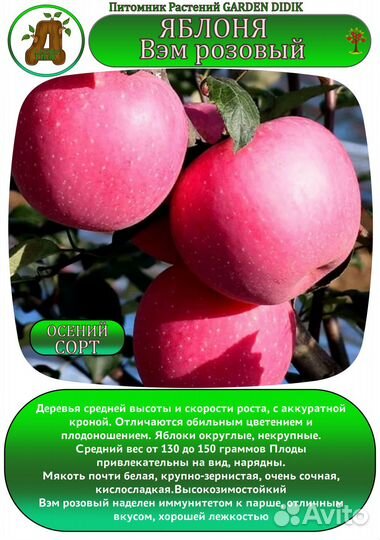 Саженцы Яблони осенние сорта зкс-6л