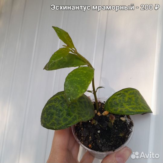 Филодендрон Сканденс бразил, Эпипремнум N-joy