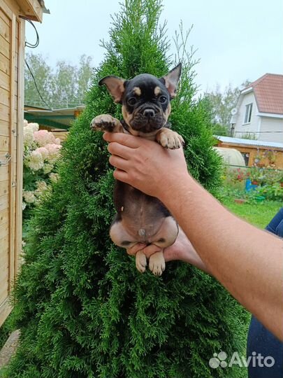 Французский бульдог мальчик