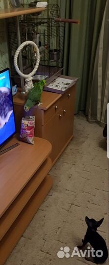 Венесуэльский амазон