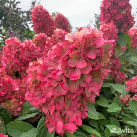 Новинки 2023 года. Гортензии бонфайр и пиксио