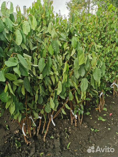 Саженцы плодовых более 100 сортов