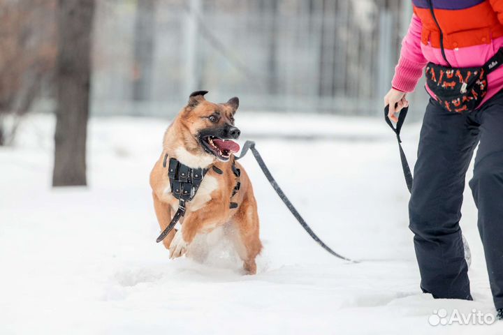 Собака Марти ищет дом (кобель)