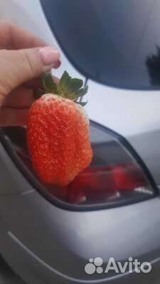 Клубника рассада