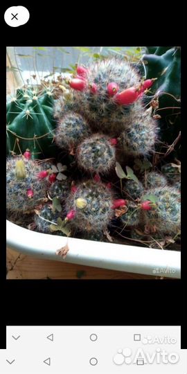 Кактус с ягодками