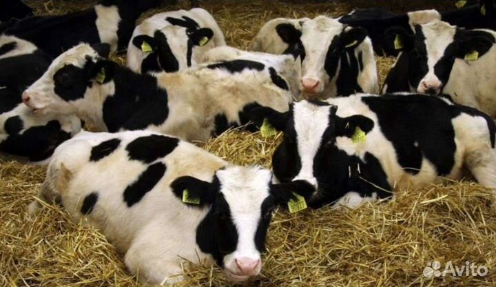 Холмогоры Голштины Бычок Теленок Телки