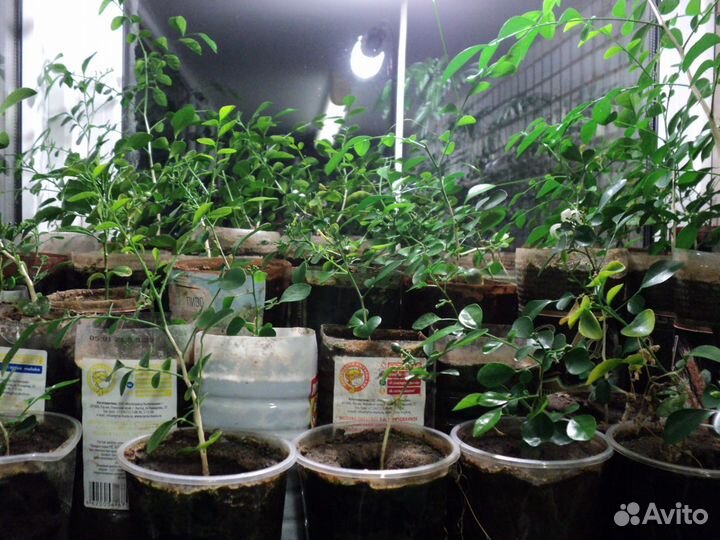 Черенки мирта и сеянцы муррайи