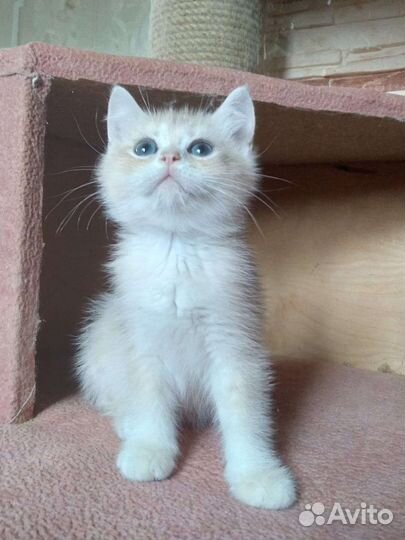 Бритяшки няшки