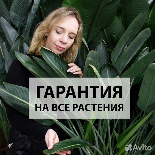 Стрелиция / растения для офиса