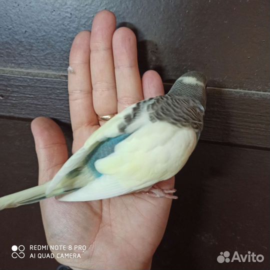 Птенцы волнистых попугаев