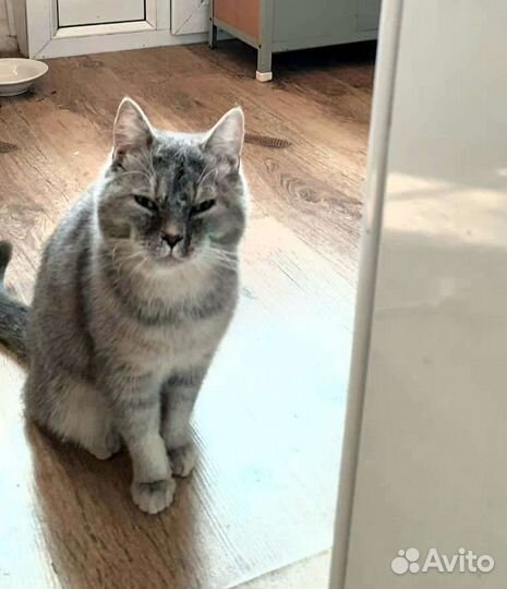 Кошечка Соня ищет дом