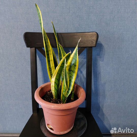 Сансивьера