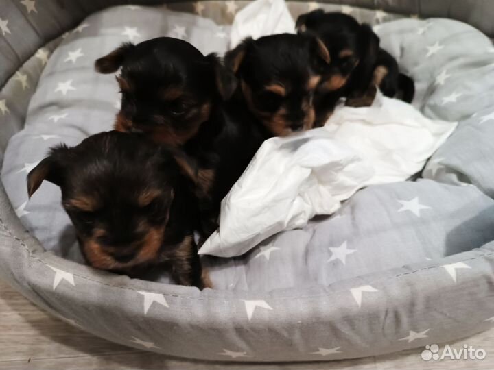 Йоркширский терьер щенки