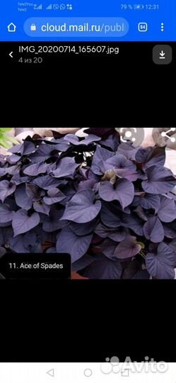 Ипомея батат