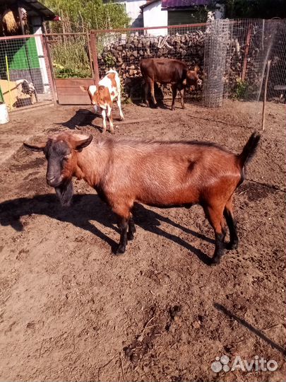 Козел Чешский