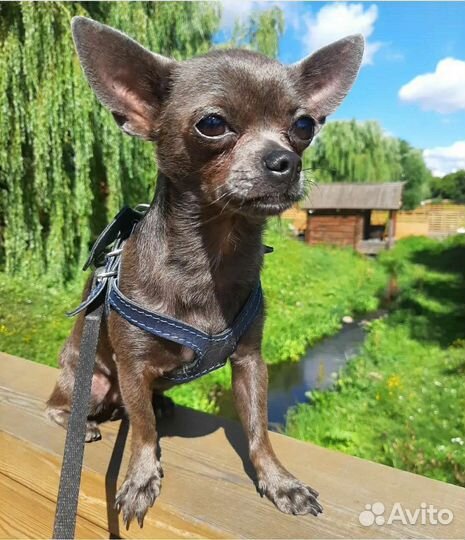 Вязка чихуахуа голубой чихуа кобель ждет королеву