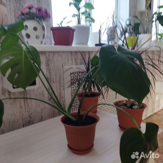 Комнатные растения и цветы