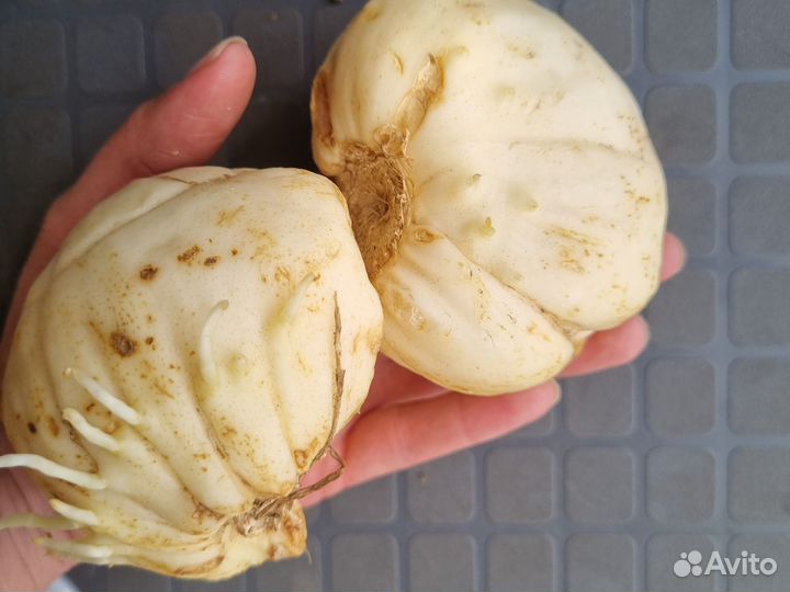 Рябчик императорский оранжевый