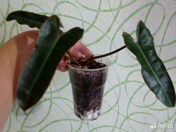Филодендрон