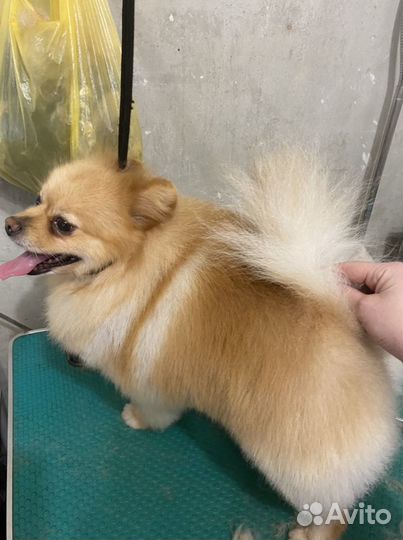 Стрижки собачек и кошек