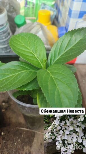 Гортензия саженцы