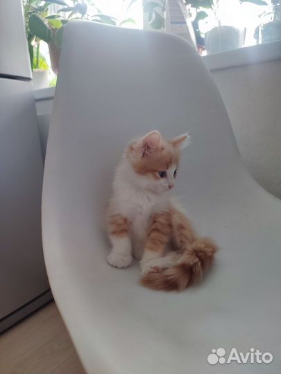 Сибирская кошка