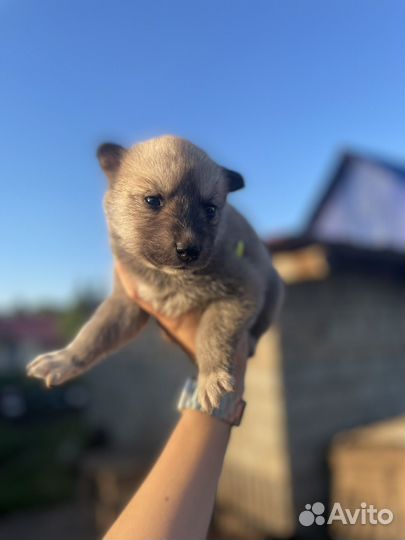 Щенята в добрые руки