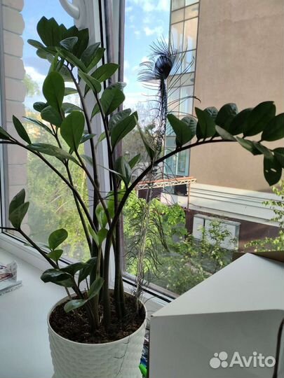 Цветы комнатные драцена папоротник замиокулькас