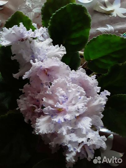 Сортовые фиалки мини