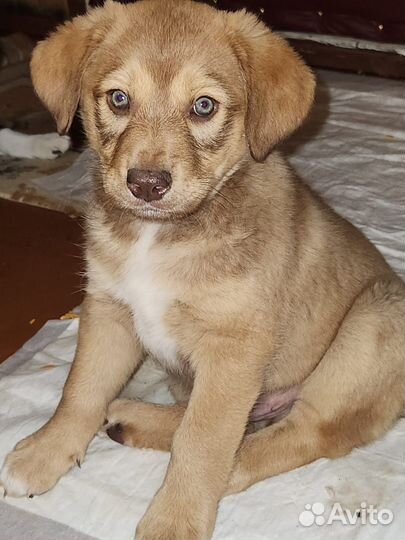 Щенок мальчик