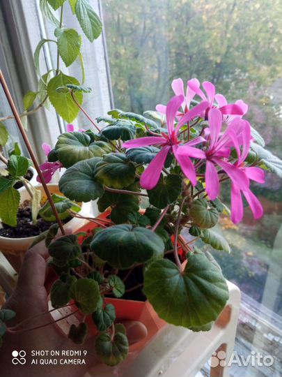 Пеларгония Ирида Танец мотыльков. Черенок