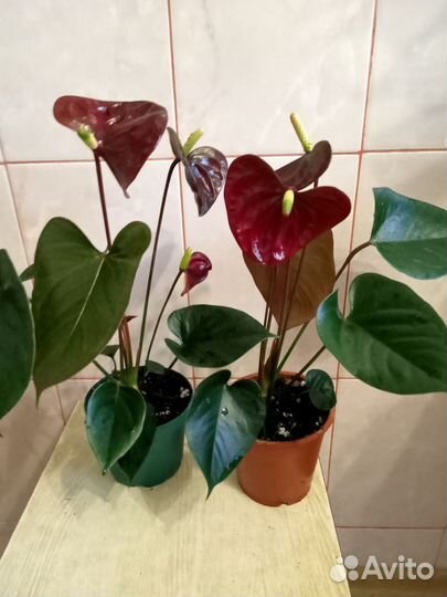 Спатифиллум