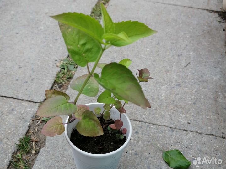 Мята, мелисса