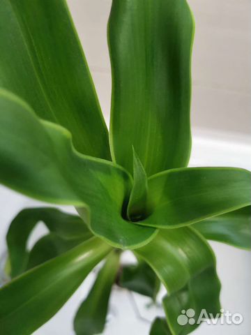 Цветок Золотой Ус