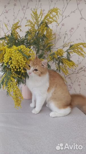 Молодой котик в добрые руки