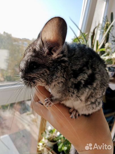 Шиншилла