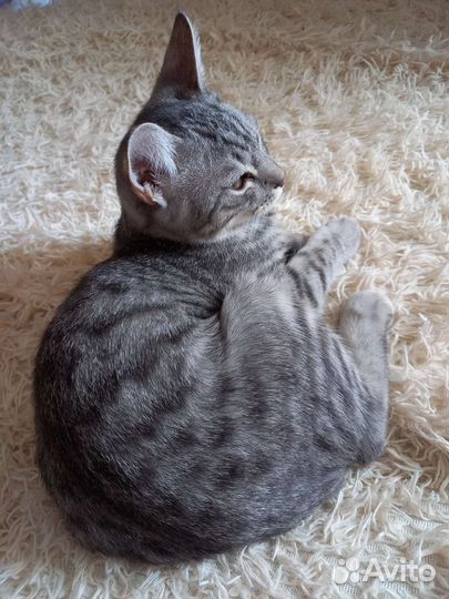 Кот в добрые руки бесплатно