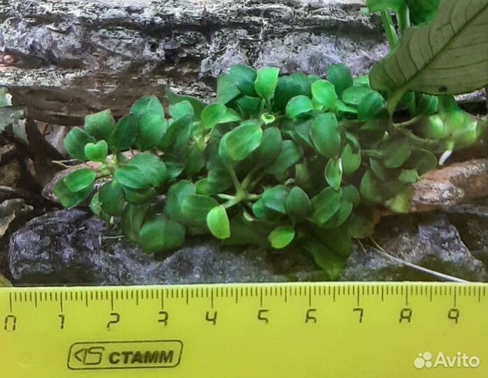 Анубиас нана петит 