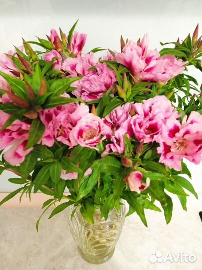 Букет садовой годеции